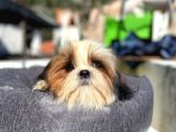 Safkan Tüy Yumakları Shih Tzu Yavrularımız Hazır
