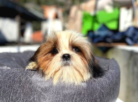 Safkan Tüy Yumakları Shih Tzu Yavrularımız Hazır görsel