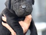 Dev Gibi Muhteşem Cane Corso Yavrularımı