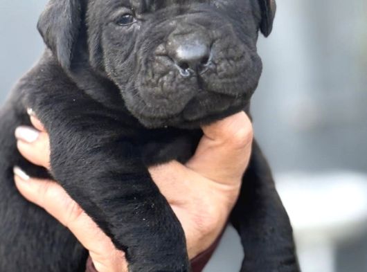 Dev Gibi Muhteşem Cane Corso Yavrularımı görsel