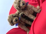Orjinal Poodle Bebek Yüz