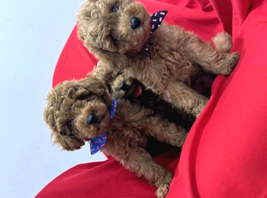Orjinal Poodle Bebek Yüz görsel