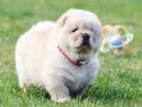 Chow Chow Yavrulari