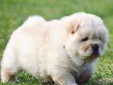 Chow Chow Yavrulari