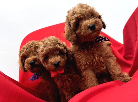 Orjinal Poodle Bebek Yüz görsel