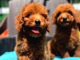Yumuk Yumuk A Kalite Ev Üretimi Toy Poodle Yavrular