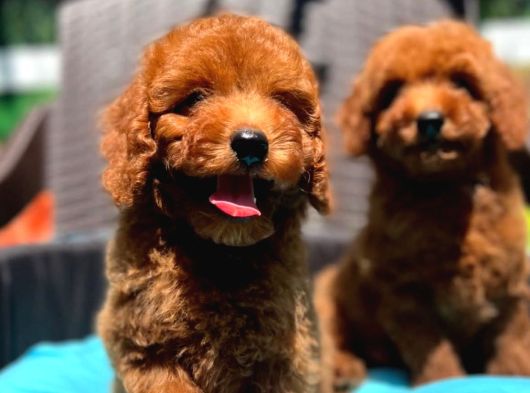 Yumuk Yumuk A Kalite Ev Üretimi Toy Poodle Yavrular görsel
