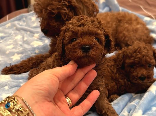 Ev Doğumu Poodle Bebekler görsel
