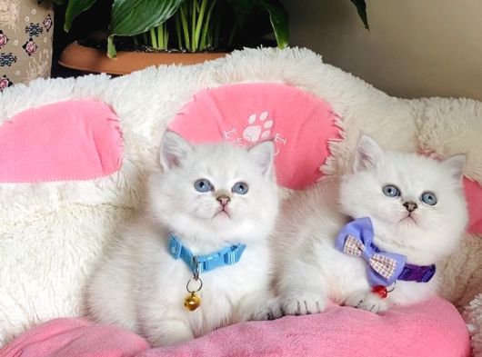 Show Kalite Maviş Point British Shorthair Bebeklerim