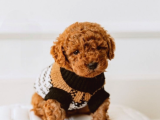Orji̇nal Irk Garanti̇li̇ Toy Poodle