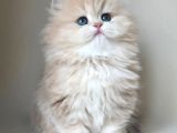 Dünya Güzeli AY Golden British Longhair