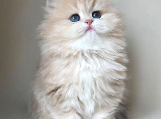 Dünya Güzeli AY Golden British Longhair