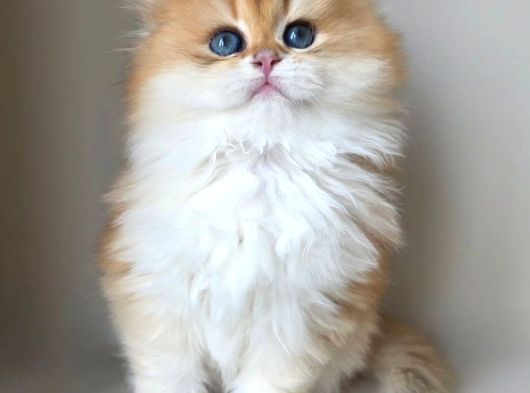 Asilzade Golden British Longhair görsel
