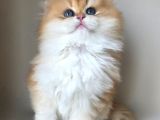 Asilzade Golden British Longhair