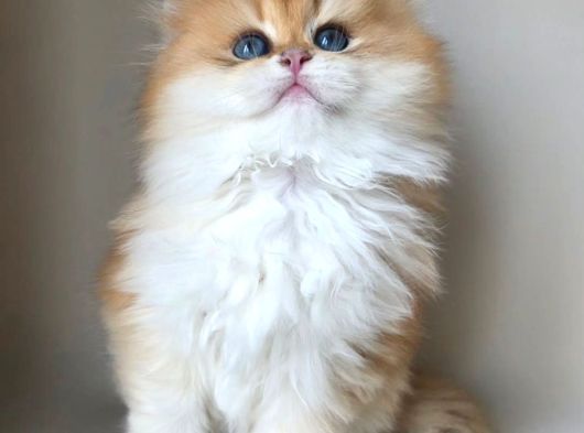 Asilzade Golden British Longhair görsel