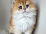 Asilzade Golden British Longhair