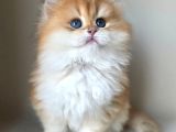 Asilzade Golden British Longhair