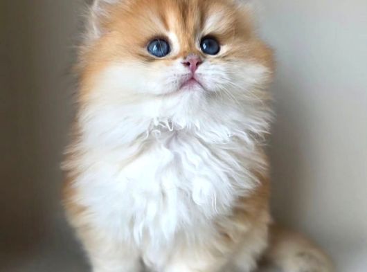 Asilzade Golden British Longhair