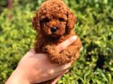 Orji̇nal Irk Garanti̇li̇ Toy Poodle