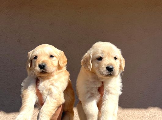 Baby Face Golden Retriever