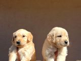 Baby Face Golden Retriever