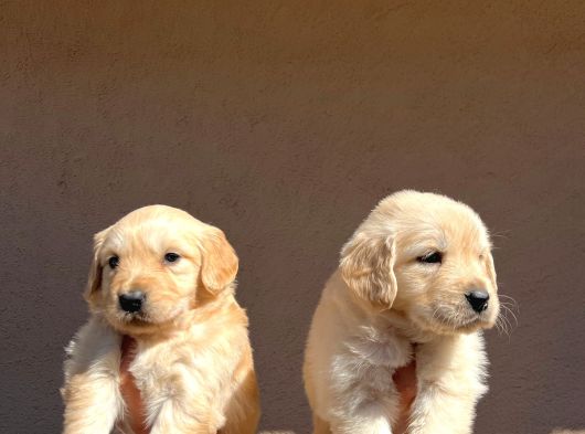 Baby Face Golden Retriever görsel