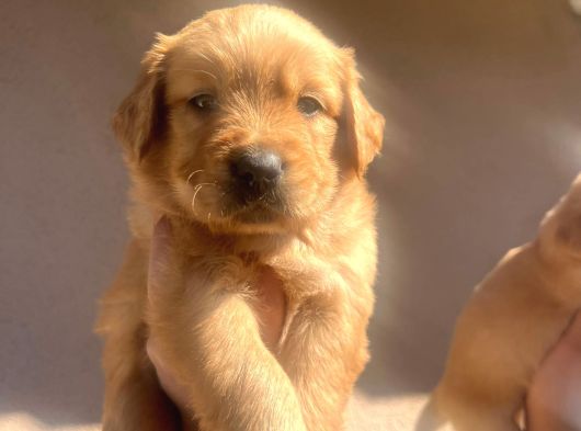 Baby Face Golden Retriever görsel