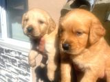 Baby Face Golden Retriever