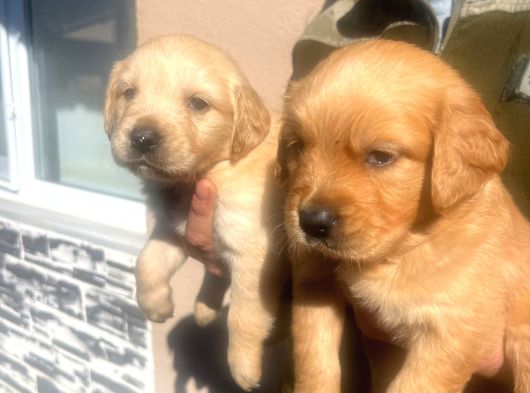 Baby Face Golden Retriever görsel