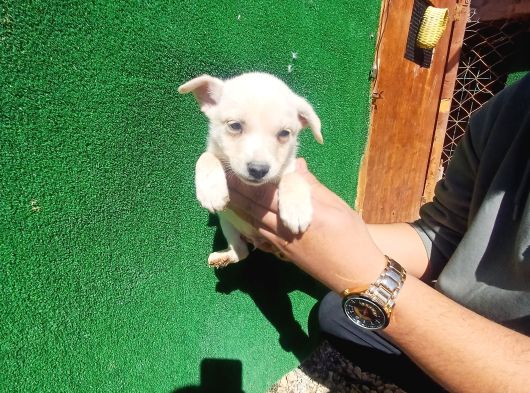 Mi̇ni̇ Boy Pi̇ncher Bebekler görsel