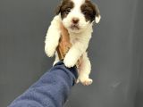 Mi̇ni̇ Boy Maskeli̇ Morki̇e Terrier Bebekler
