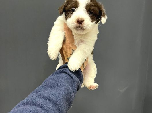 Mi̇ni̇ Boy Maskeli̇ Morki̇e Terrier Bebekler görsel