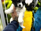 Mi̇ni̇ Boy Maskeli̇ Morki̇e Terrier Bebekler