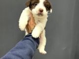 MİNİ BOY MASKELİ MORKİE TERRIER BEBEKLER