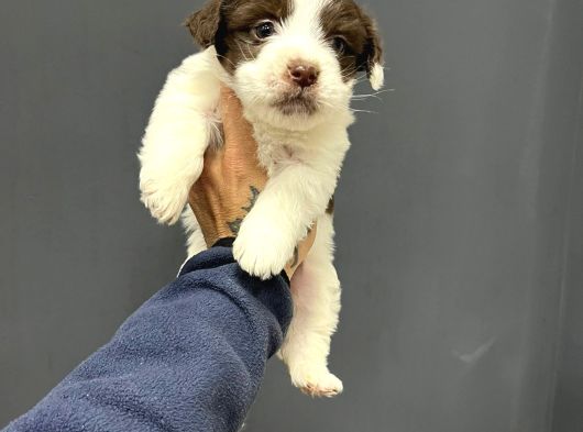 Mi̇ni̇ Boy Maskeli̇ Morki̇e Terrier Bebekler