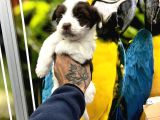 Mi̇ni̇ Boy Maskeli̇ Morki̇e Terrier Bebekler