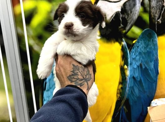 Mi̇ni̇ Boy Maskeli̇ Morki̇e Terrier Bebekler görsel