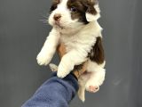 Mi̇ni̇ Boy Maskeli̇ Morki̇e Terrier Bebekler