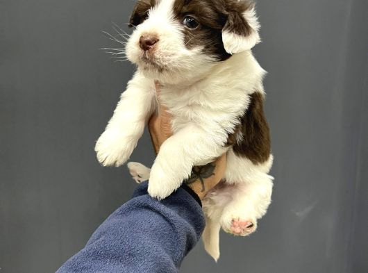 Mi̇ni̇ Boy Maskeli̇ Morki̇e Terrier Bebekler görsel