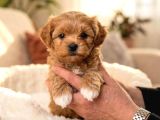 MALTİPOO CİNSİ YAVRULAR EV ÜRETİMİ