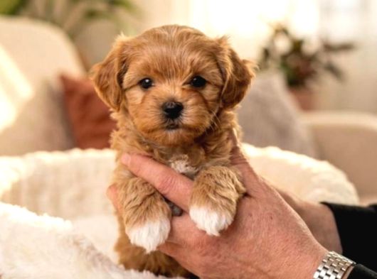 Malti̇poo Ci̇nsi̇ Yavrular Ev Üreti̇mi̇