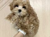 Malti̇poo Ci̇nsi̇ Yavrular Ev Üreti̇mi̇