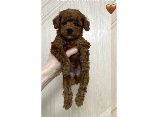 Toy Poodle Sevi̇mli̇ Yavrular Ev Üreti̇mi̇ görsel