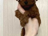 TOY POODLE SEVİMLİ YAVRULAR EV ÜRETİMİ
