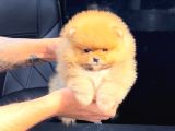 POMERRİAN BOO SEVİMLİ YAVRULAR