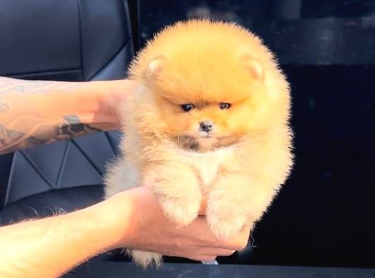 Pomerri̇an Boo Sevi̇mli̇ Yavrular