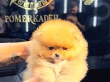 Pomerri̇an Boo Sevi̇mli̇ Yavrular