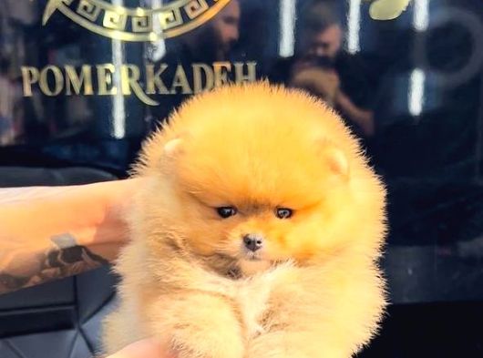 Pomerri̇an Boo Sevi̇mli̇ Yavrular görsel
