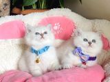 Show Kalite Maviş Point British Shorthair Bebeklerim