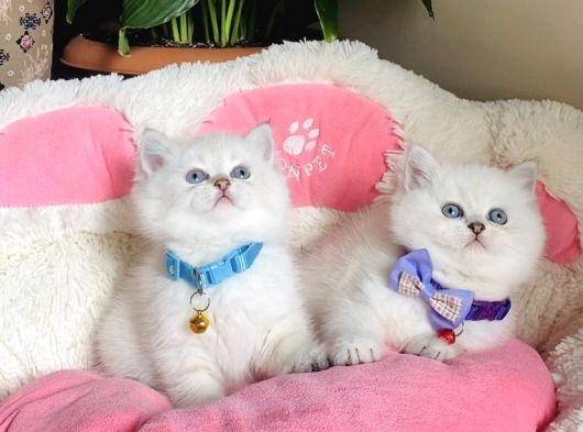 Show Kalite Maviş Point British Shorthair Bebeklerim görsel